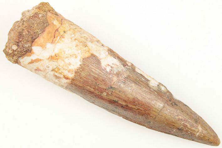 Fossil Spinosaurus Tooth - Real Dinosaur Tooth #204514